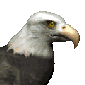 bald_eagle_searching_md_clr_16823.gif
