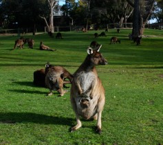 kangaroo4.jpg